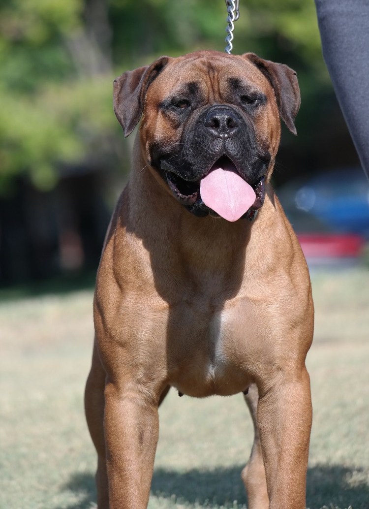 Коне Корса. Форментино