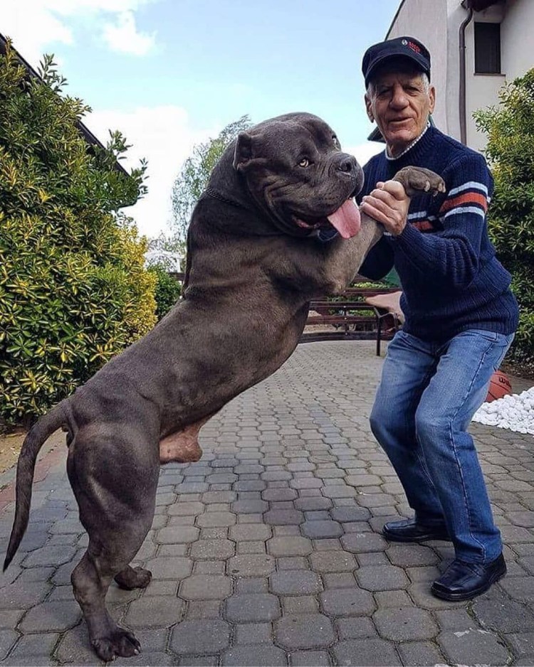 Мастиф Кане Корсо