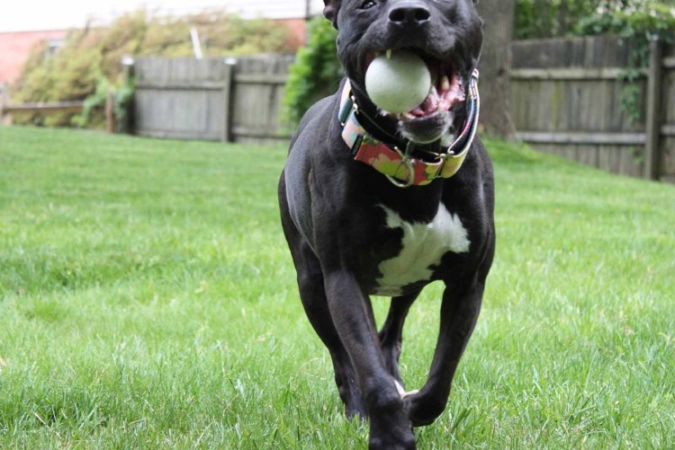 Американский бандог порода