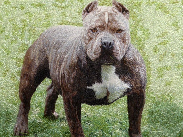 Мастиф Кане Корсо