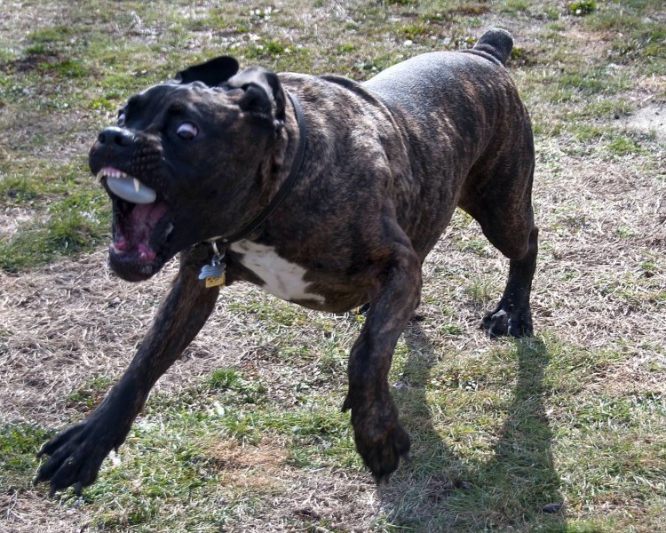 Бандог порода собак