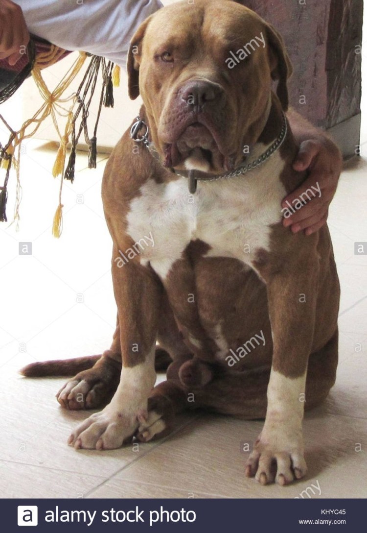 Помесь боксера и ротвейлера