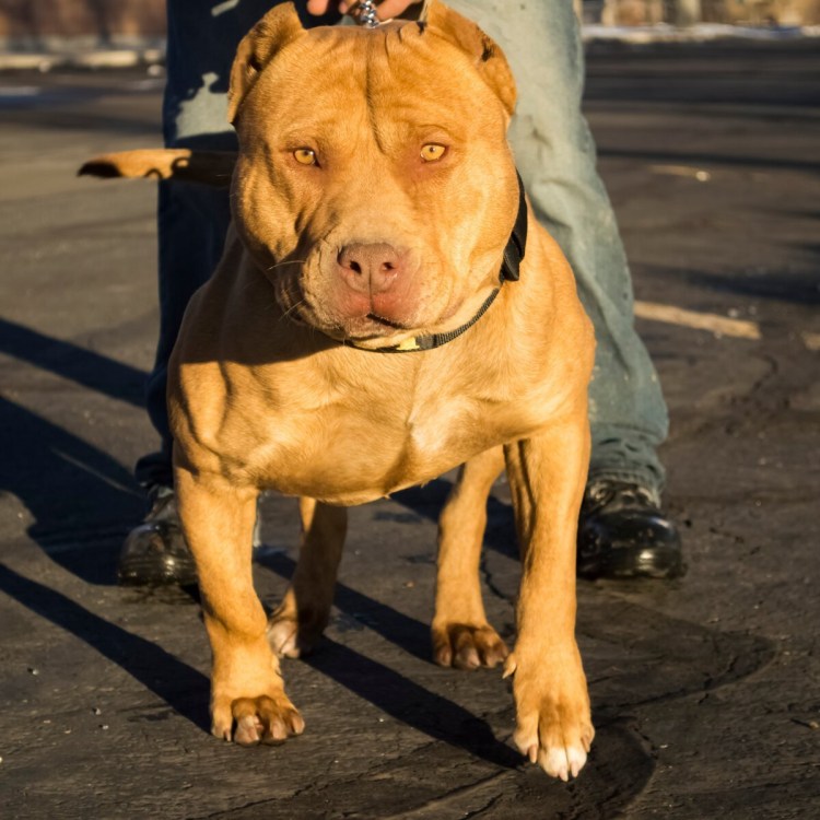 Бульмастиф собака