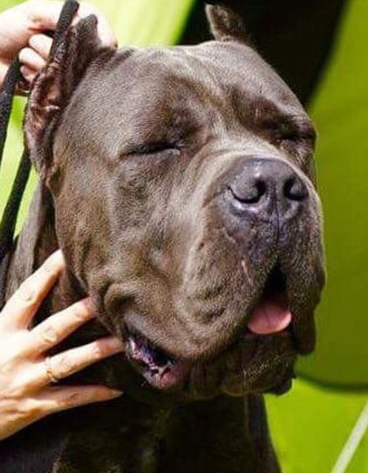 Питбультерьер мастиф