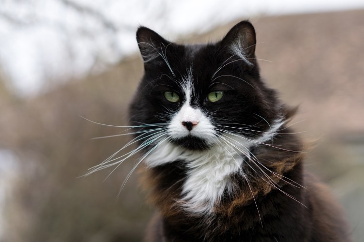 Кот с черными усами