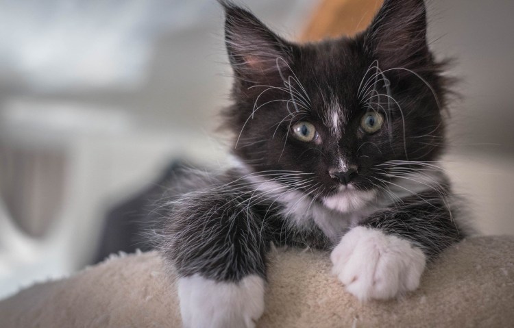 Черный кот с черными усами