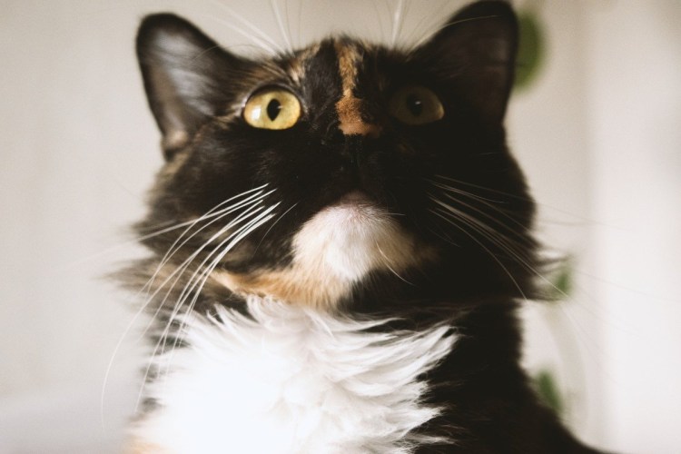 Черный и белый кот