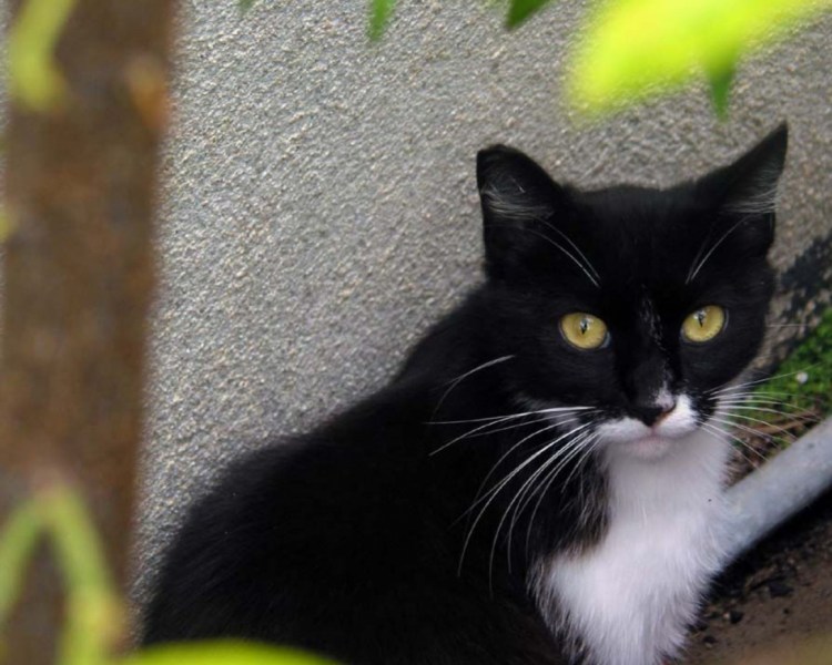 Кошка черная с белым