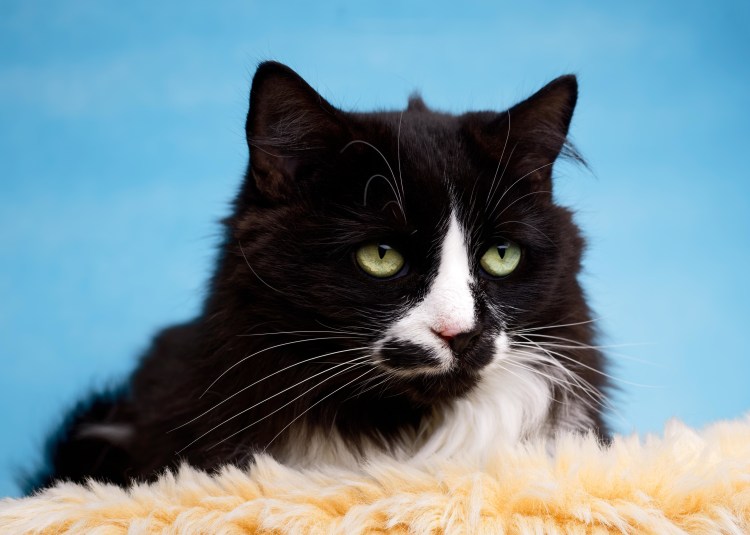 Гамильтон Hamilton кот-хипстер