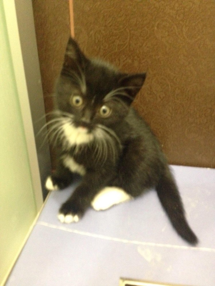 Черный котенок с белыми усами