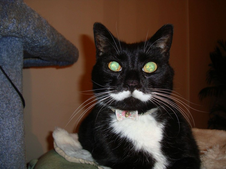 Кот с белыми усами