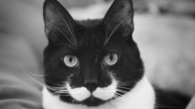 Котенок с белой грудкой