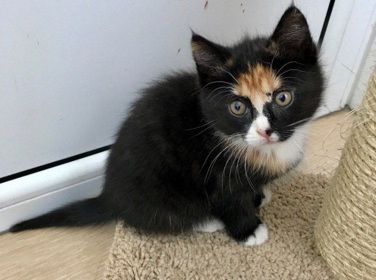 Черные кошачьи усы