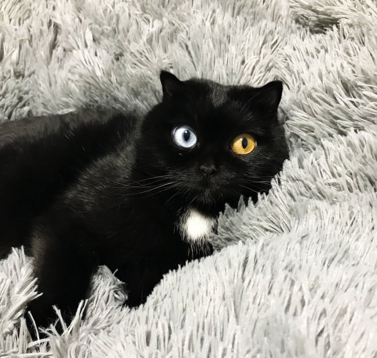 Черный кот с белыми усами