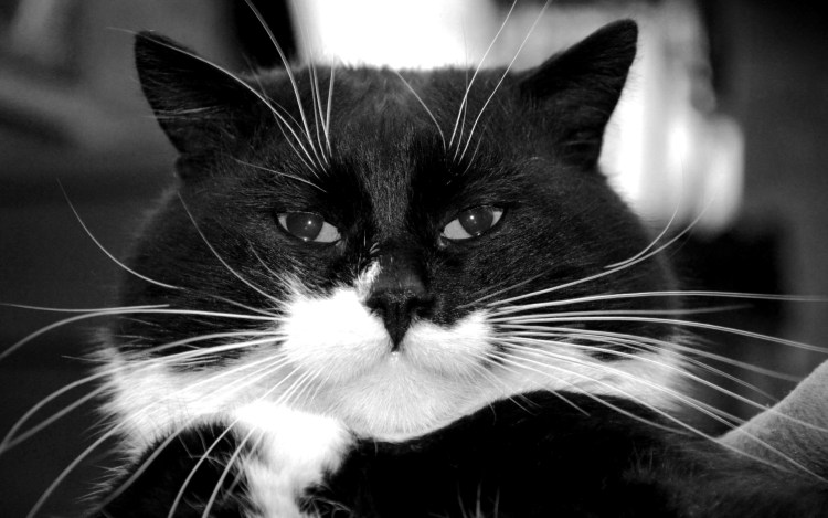 Белый кот с черным носом