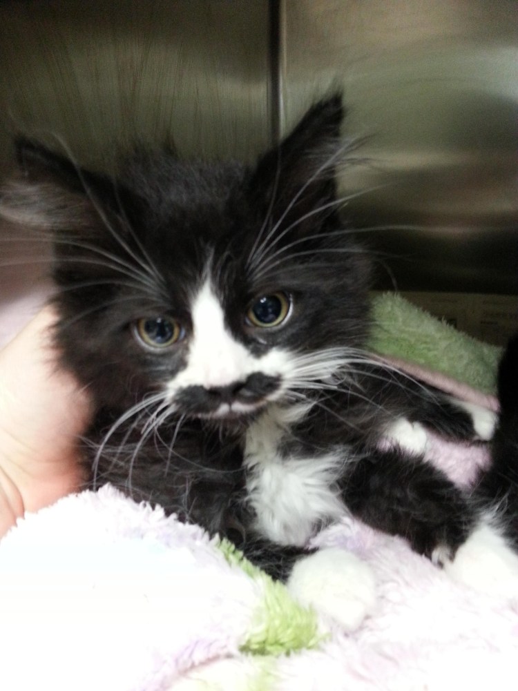 Белая кошка с черным носом