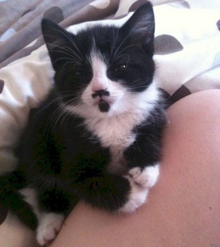 Весенний кот