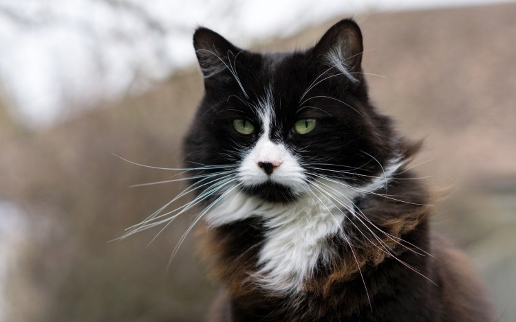 Кошка Мейн кун