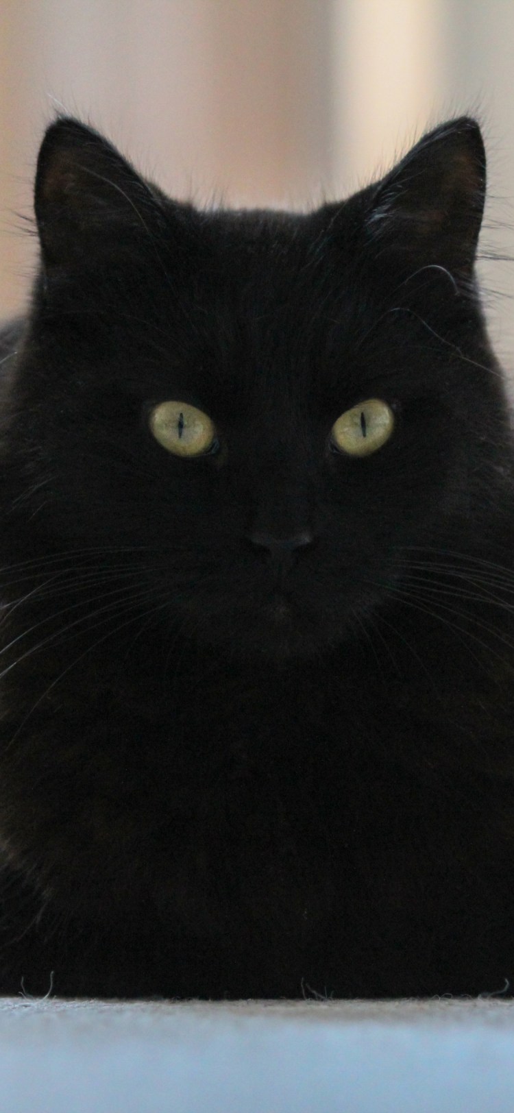 Домашние кошки черные