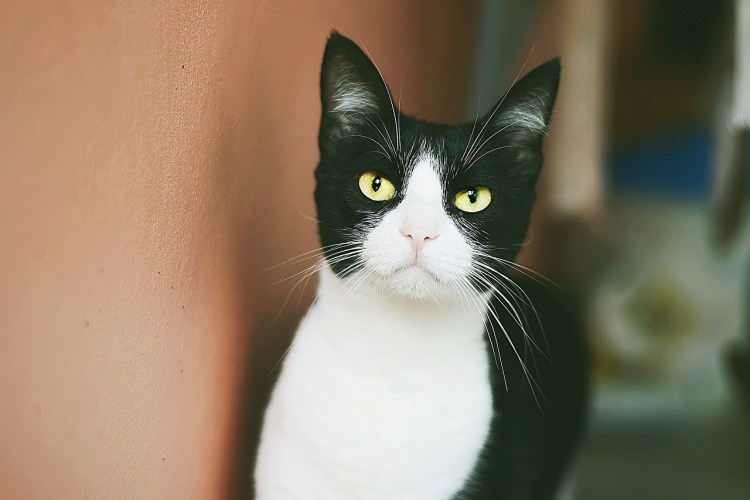 Черно белая кошка