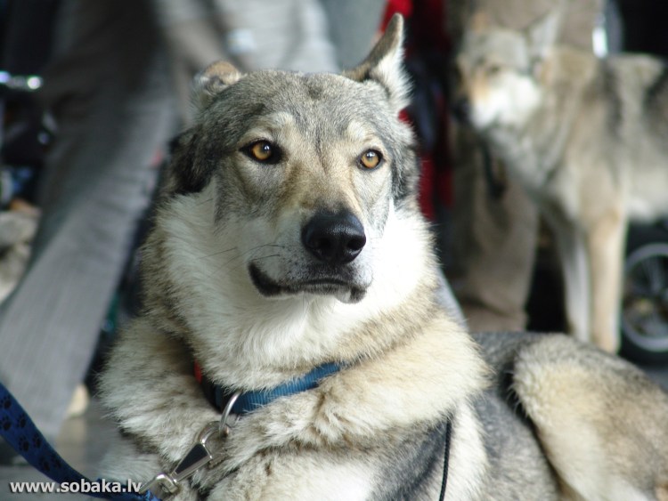 Чехословацкий влчак хвост