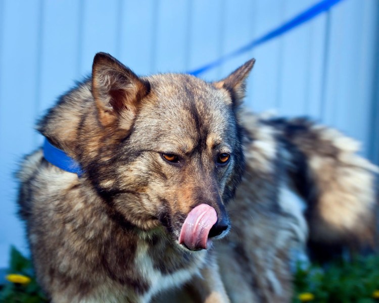 Югославский Волчек щенок