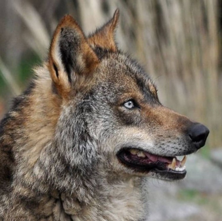 Чехословацкий влчак и человек