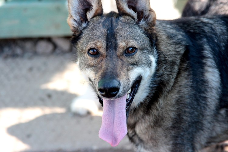 Чешский Волчак