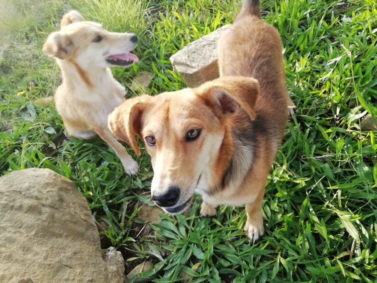 Чехословацкий влчак и овчарка