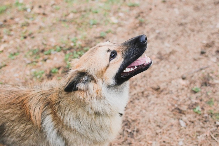 Самые милые волки