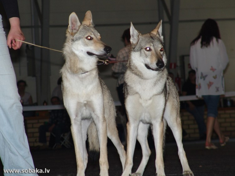 Гончая немецкая овчарка