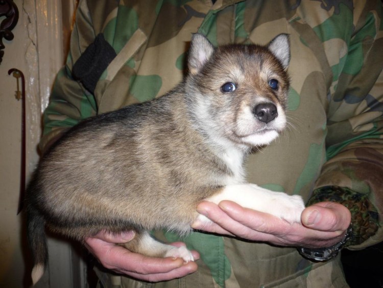 Рославль приют для собак