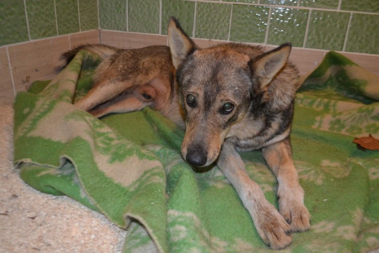 Волчок волк