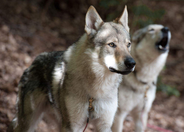 Чехословацкий влчак и овчарка