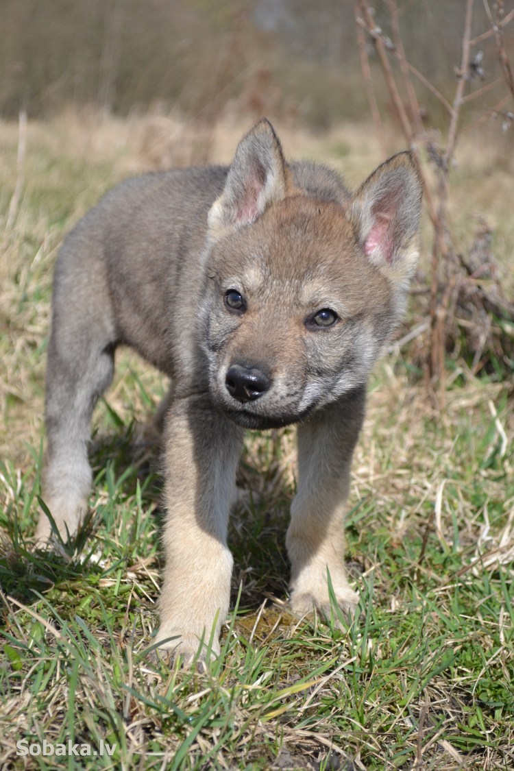 Одинокий серый волк