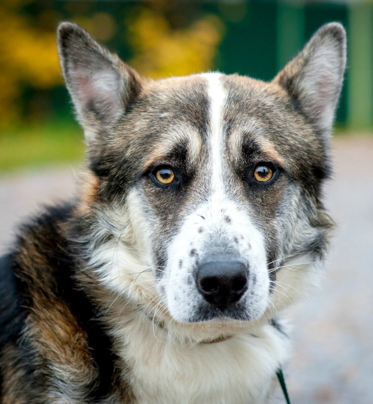 Домашние волчата