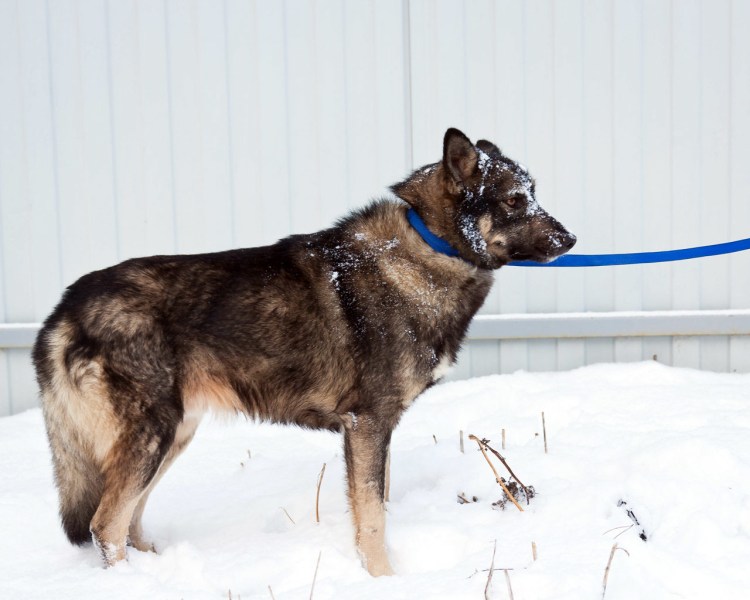 Собака чешский Волчак