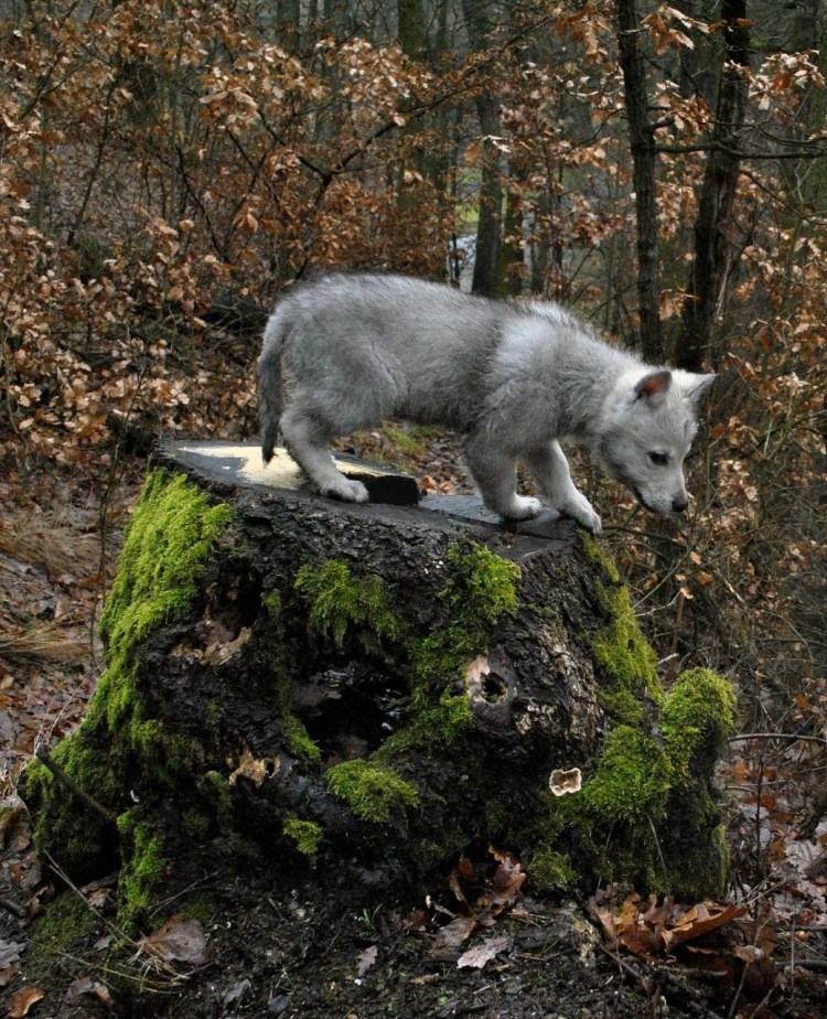 Австралийская овчарка белая