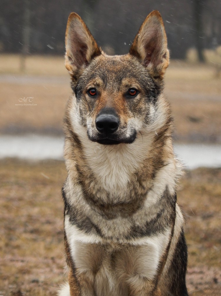 Планета собак чехословацкий влчак