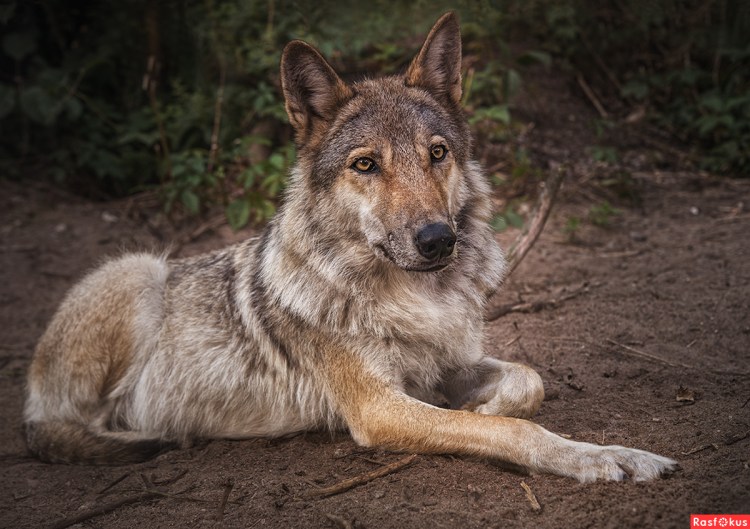 Собака чешский Волчак