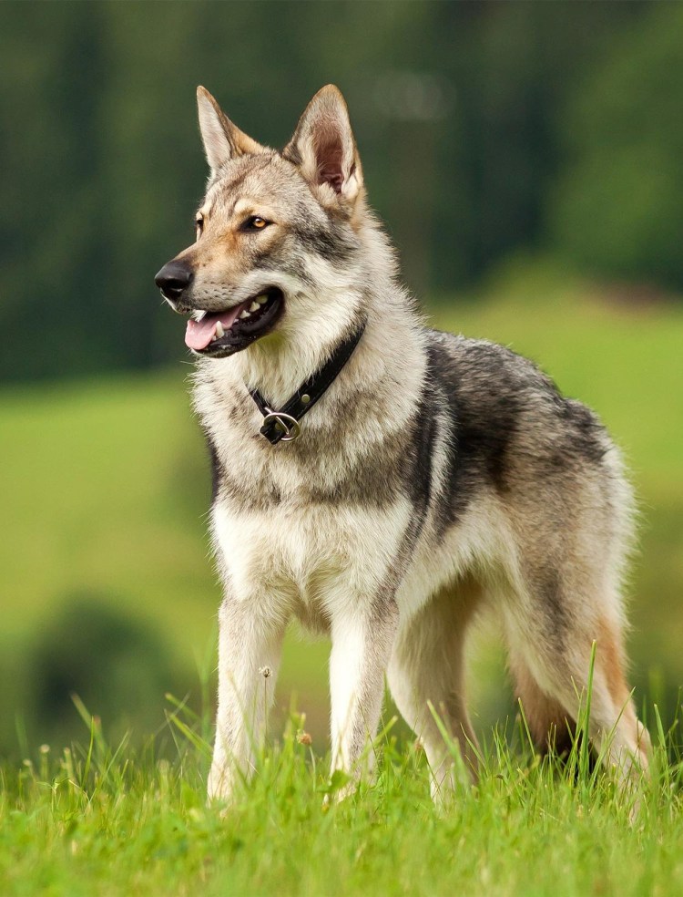 Собака чехословацкий влчак