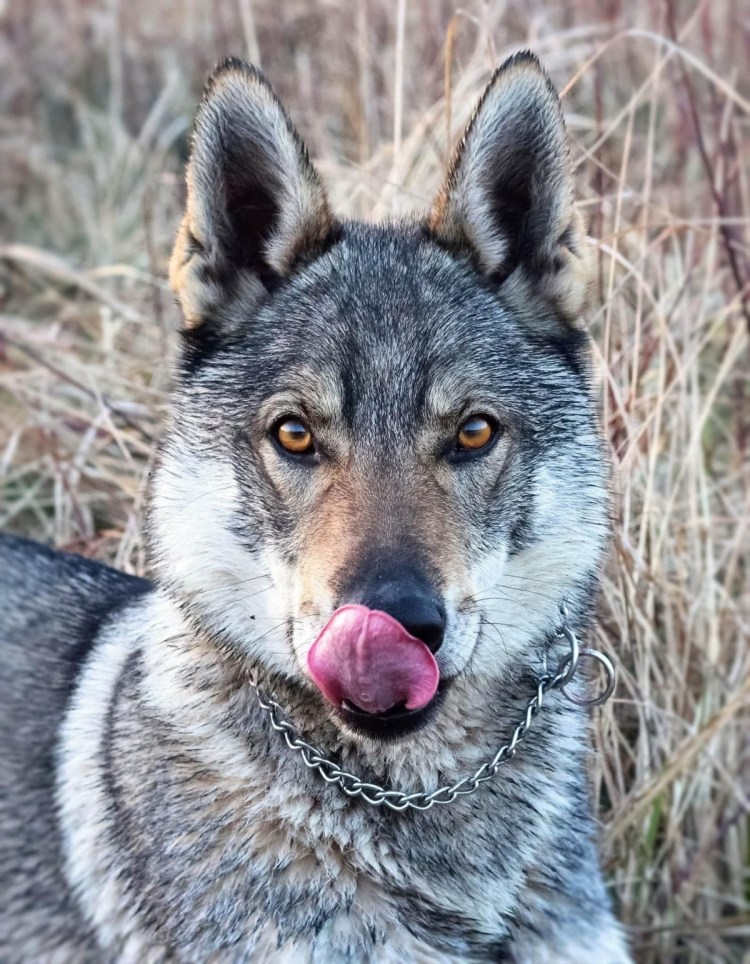 Чехословацкая Волчья собака чехословацкий влчак