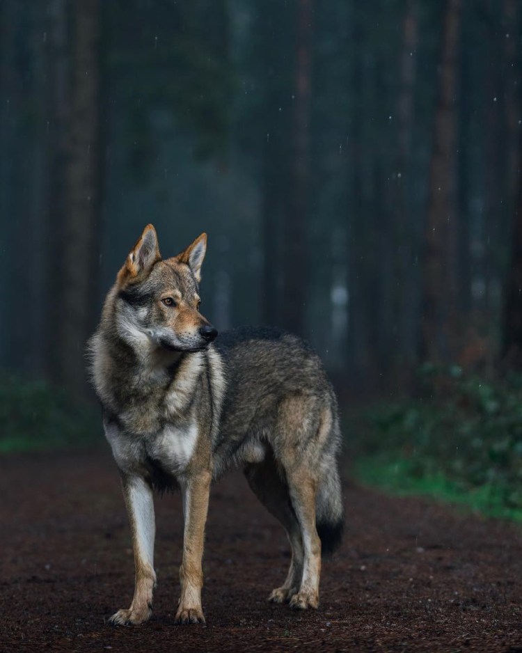 Волчок Карусель