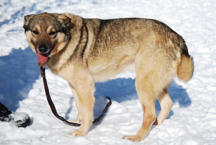 Волчок щенок