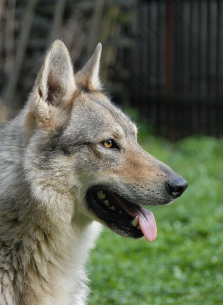 Волчок порода собак