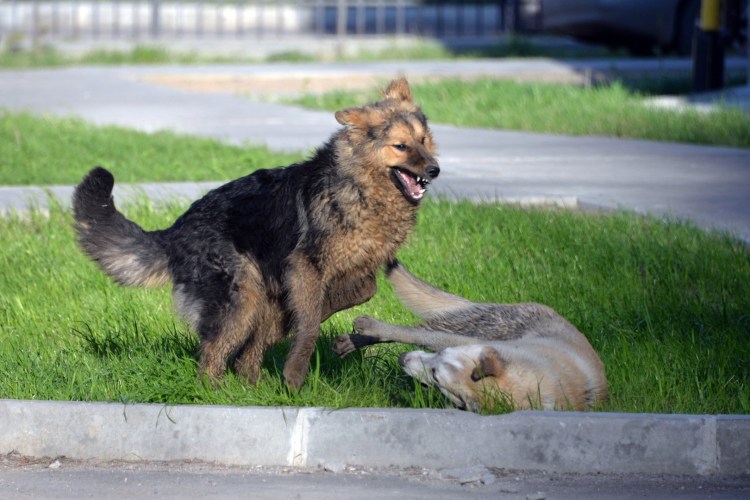 Волчок укусит