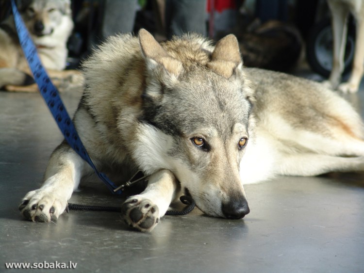 Волкособ пастушья