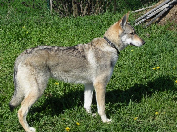 Чехословацкий влчак