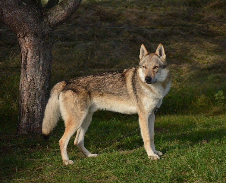 Волчок порода собак