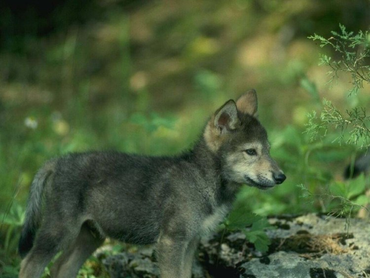Чехословацкий влчак